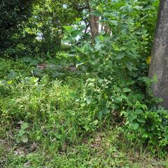 剪定、草むしり手伝っていただけませんか？