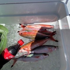 ぐるくん　　9匹の画像