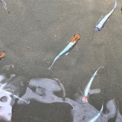メダカ　朱光菊　めだかの画像