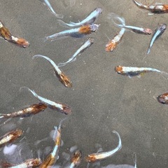 メダカ　朱光菊　めだかの画像