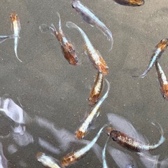 メダカ　朱光菊　めだかの画像
