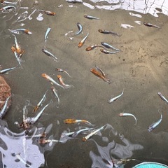 メダカ　朱光菊　めだかの画像
