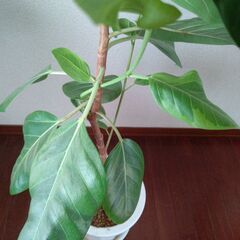 【ゴムの木】鉢付き　高さ約150㎝横幅 約53cm　【植物、木】の画像