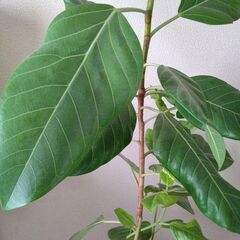 【ゴムの木】鉢付き　高さ約150㎝横幅 約53cm　【植物、木】の画像