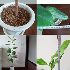 【ゴムの木】鉢付き　高さ約150㎝横幅 約53cm　【植物、木】の画像