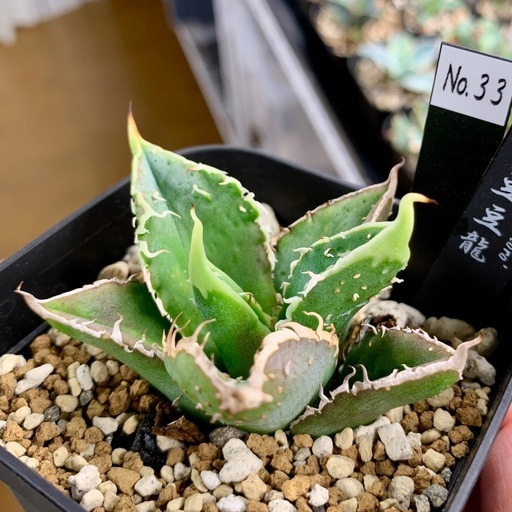 🔵SOLD🔵アガベ【トトロ/豆豆龍】小株🍀ブツブツ系 (エム) 町方の