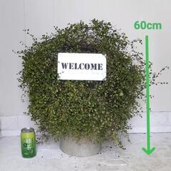 🌿ワイヤープランツ（台乗せ60cm）/観葉植物🌿の画像