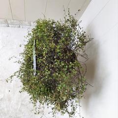 🌿ワイヤープランツ（台乗せ60cm）/観葉植物🌿の画像