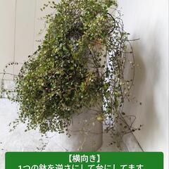 🌿ワイヤープランツ（台乗せ60cm）/観葉植物🌿の画像