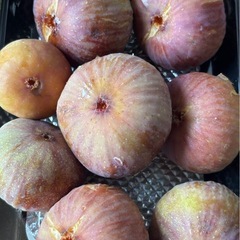 【8/16朝取れ・無農薬】いちじく12個の画像