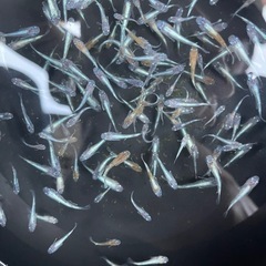 メダカ　ミックスメダカ 稚魚〜幼魚20匹＋aの画像