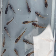 メダカ　ミックスメダカ 稚魚〜幼魚20匹＋aの画像