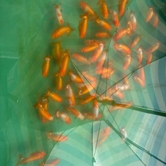 金魚　ランチュウ　今年産まれました　10匹 の画像
