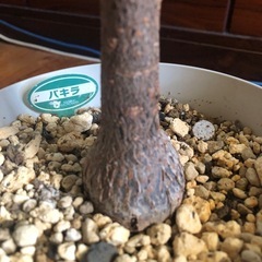観葉植物　パキラの画像