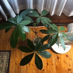 観葉植物　パキラの画像