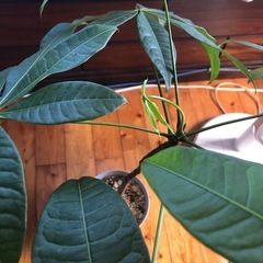 観葉植物　パキラの画像