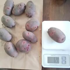 秋じゃがいも　種芋　　デストロイヤー　グランドペチカ　10個