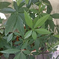 観葉植物パキラの種　１個50円の画像