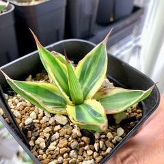 🟣写真更新🟣アガベ【五色万代】小株🍀やや縞斑の画像
