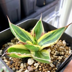 🟣写真更新🟣アガベ【五色万代】小株🍀やや縞斑の画像
