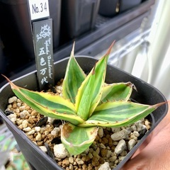 🟣写真更新🟣アガベ【五色万代】小株🍀やや縞斑の画像