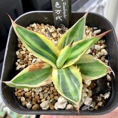 🟣写真更新🟣アガベ【五色万代】小株🍀やや縞斑の画像