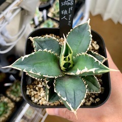 🟣写真更新🟣アガベ 【浪人】小株🍀鋸歯期待の画像