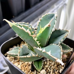 🟣写真更新🟣アガベ 【浪人】小株🍀鋸歯期待の画像