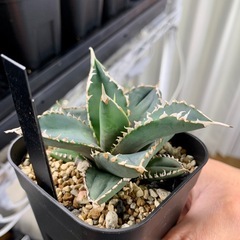 🟣写真更新🟣アガベ 【浪人】小株🍀鋸歯期待の画像