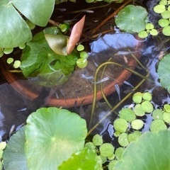 メダカの画像