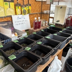メダカ1000円セールやってます。の画像