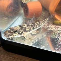 川魚🐟多種の画像