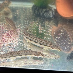 川魚🐟多種の画像
