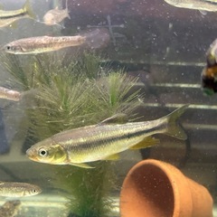 川魚🐟多種の画像