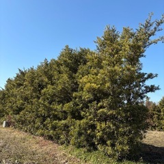 まきの木　　伐採　　薪　焚き火
の画像