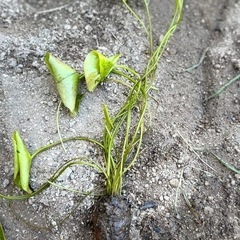睡蓮1株の画像