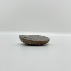 アンモナイト［1821］の画像