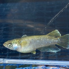 メダカ　フロマージュ✨成魚１ペアの画像