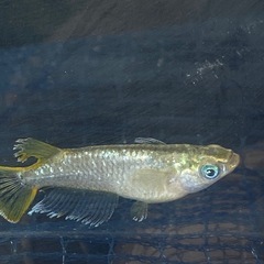 メダカ　フロマージュ✨成魚１ペアの画像