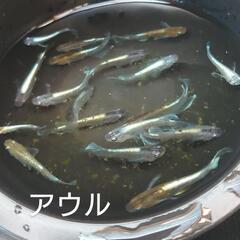 アウル（メダカ）１０匹の画像