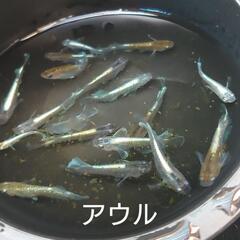 アウル（メダカ）１０匹の画像
