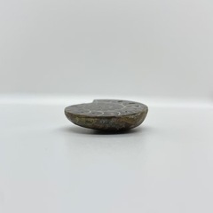 アンモナイト［1822］の画像