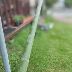 流しそうめんの竹の画像