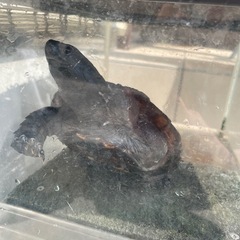 亀、カメ