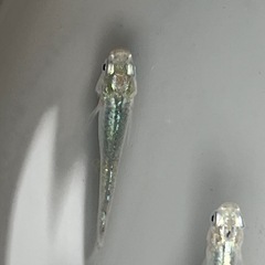 12匹、深海メダカで買ったのですが、の画像