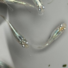 12匹、深海メダカで買ったのですが、の画像