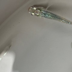 12匹、深海メダカで買ったのですが、の画像