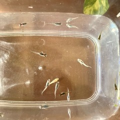 ミックスメダカの画像