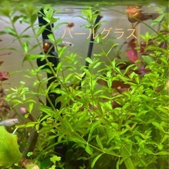 ミックスメダカの画像