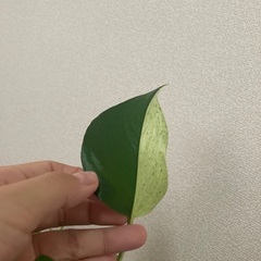 【観葉植物】ポトス🌱の画像